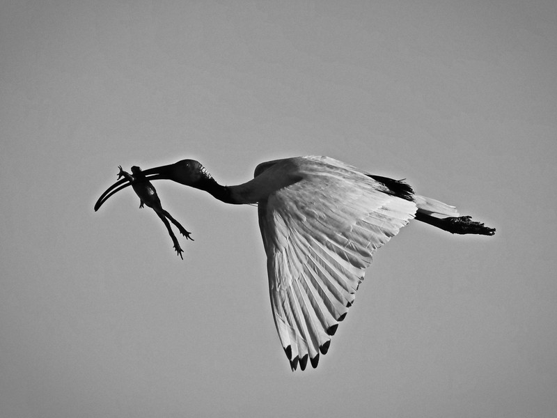 Lunch on the Wing 